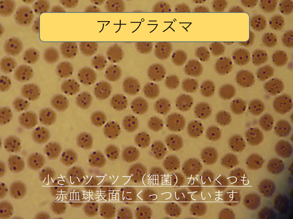 第283話「ふたつの血尿⑥」 有限会社シェパード中央家畜診療所