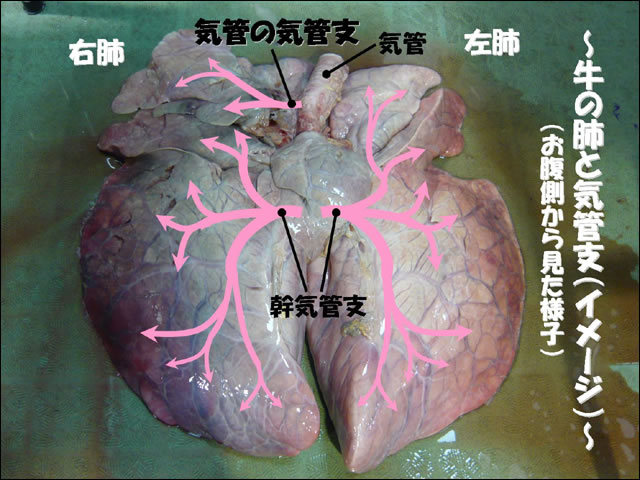 牛の解剖14 気管 3 肺への枝分かれ 有限会社シェパード中央家畜診療所