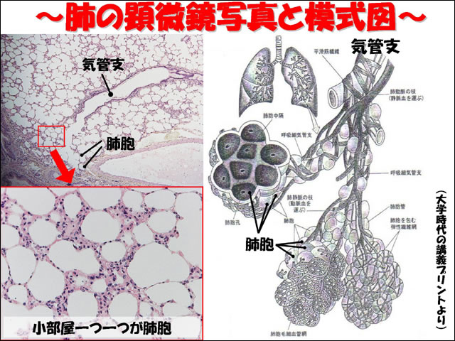 牛の解剖17 肺 3 ちょっとは自分で頑張る 有限会社シェパード中央家畜診療所