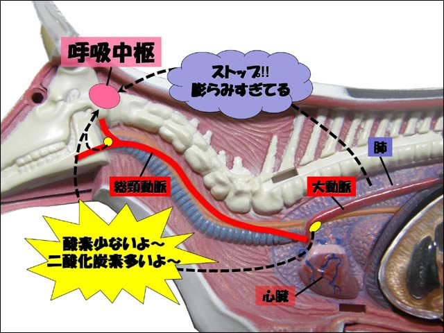 牛 の 肺 名前