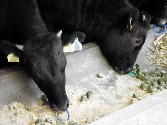 牛の解剖26 口2 口の大きさ 有限会社シェパード中央家畜診療所