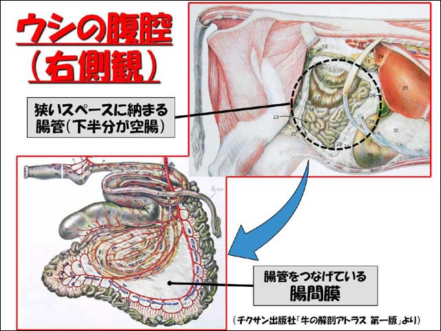 牛 の 腸